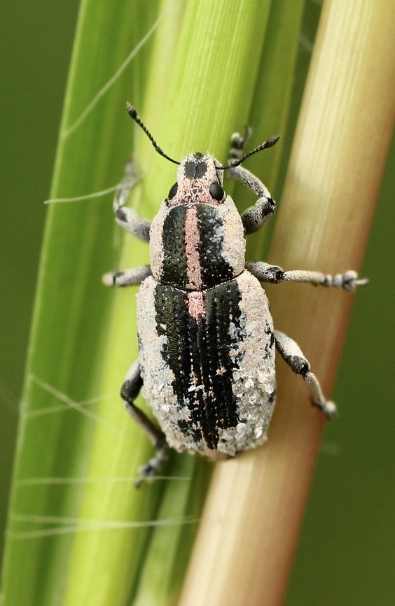 Eudiagogus rosenschoeldi Beautiful little weevil approximately 6 mm long Eudiagogus rosenschoeldi,Geotagged,Summer,Sutural Belid WeevilEamw weevils