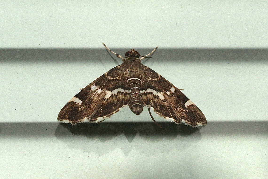 Spotted Beet Webworm Moth - Hymenia perspectalis  Eamw moth,Hymenia,Hymenia perspectalis,Spotted Beet Webworm Moth