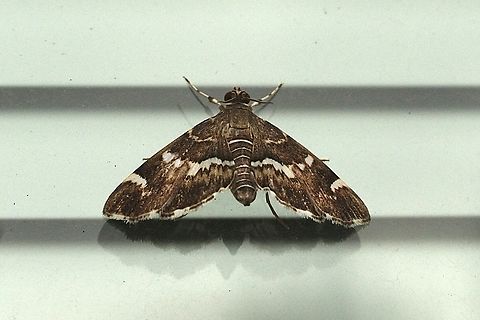 Spotted Beet Webworm Moth - Hymenia perspectalis Eamw moth,Hymenia,Hymenia perspectalis,Spotted Beet Webworm Moth