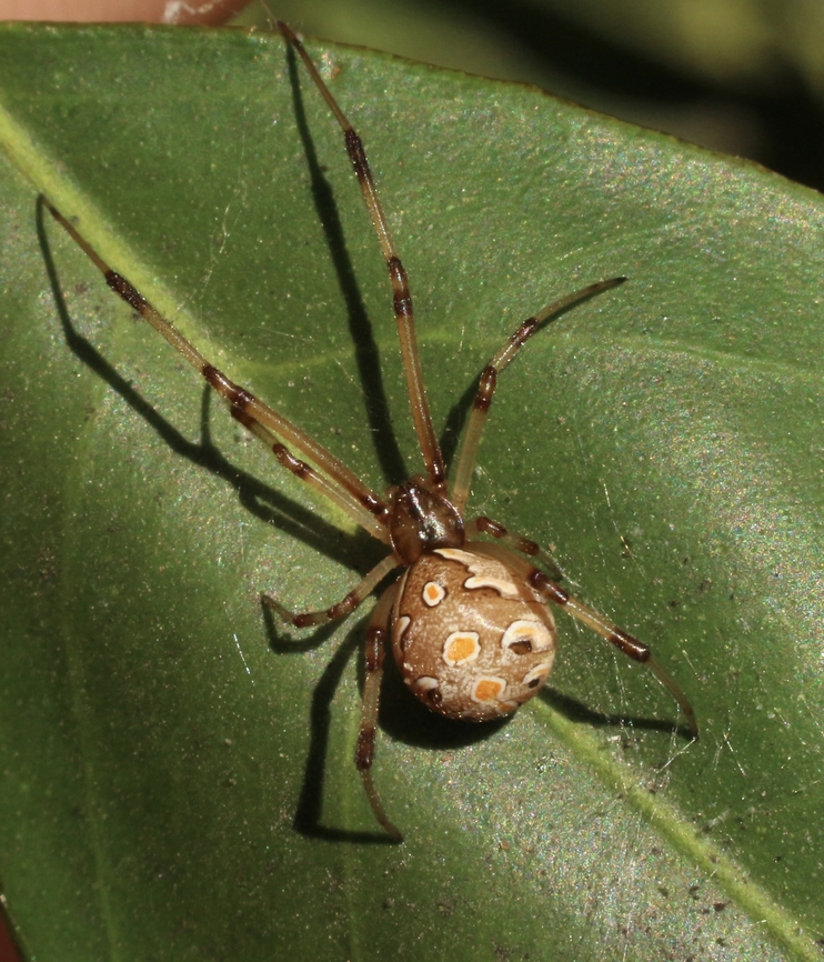 Brown widow spider - Latrodectus geometricus Found in a partially curled leaf on a tree. Eamw spiders,Fall,Geotagged,Latrodectus geometricus,United States