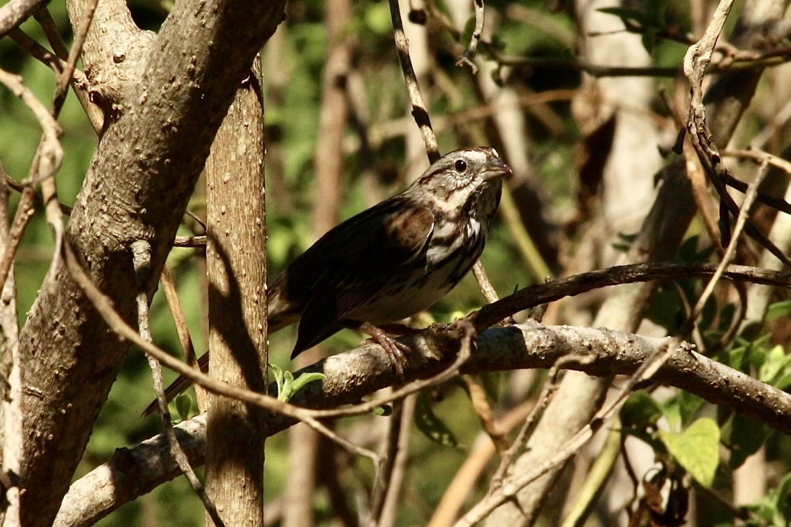 Song Sparrow - Melospiza melodia  Eamw birds,Fall,Geotagged,Melospiza melodia,Song Sparrow,United States