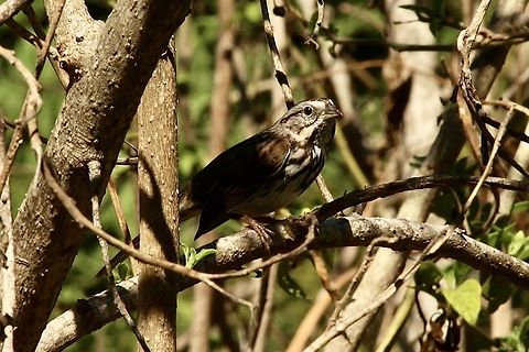 Song Sparrow - Melospiza melodia  Eamw birds,Fall,Geotagged,Melospiza melodia,Song Sparrow,United States