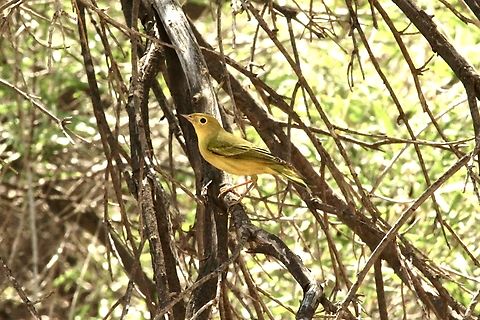 Yellow Warbler - Setophaga petechia  Eamw birds,Fall,Geotagged,Setophaga petechia,United States,Yellow Warbler