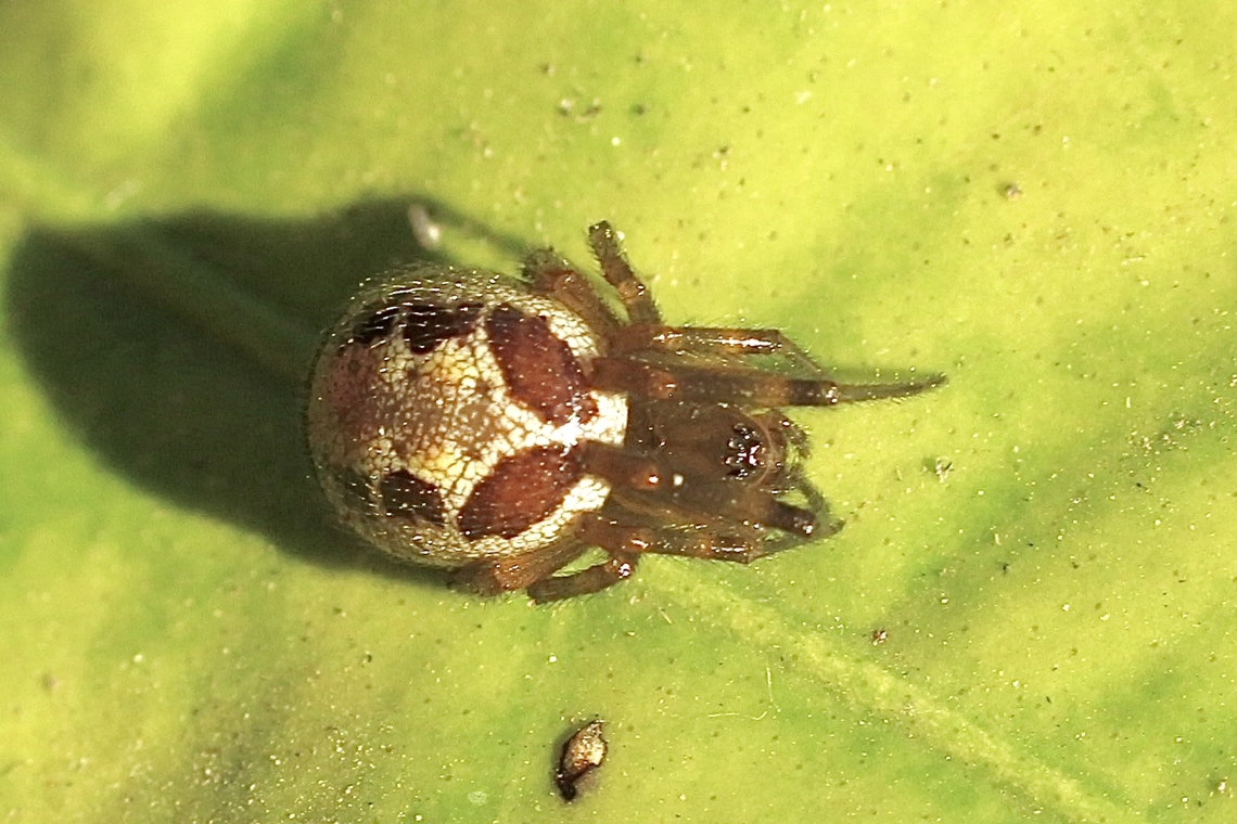Noble False Widow - Steatoda nobilis Size approximately 6mm. Found on a citrus leaf . Eamw spiders,Fall,Geotagged,Noble False Widow,Steatoda nobilis,United States