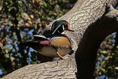 Wood duck - Aix sponsa  Aix sponsa,Eamw birds,Fall,Geotagged,United States,Wood duck