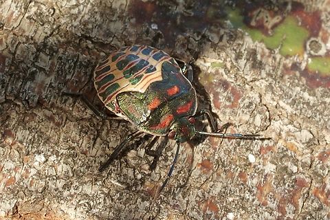 Pellaea stictica Possibly final instar. Eamw stink bugs,Fall,Geotagged,Pellaea stictica,United States