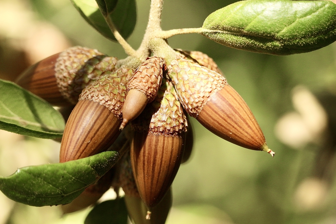 Coast live oak - Quercus agrifolia  Coast live oak,Eamw flora,Fall,Geotagged,Quercus agrifolia,United States