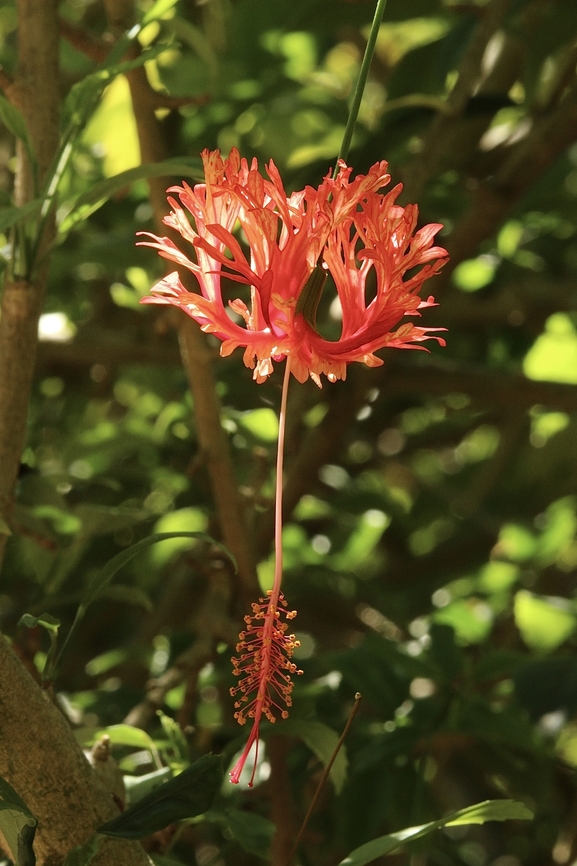 Japanese Lantern - Hibiscus schizopetalus  Fall,Geotagged,Hibiscus schizopetalus,Japanese Lanterns,United States,e Eamw flora