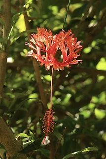 Japanese Lantern - Hibiscus schizopetalus  Fall,Geotagged,Hibiscus schizopetalus,Japanese Lanterns,United States,e Eamw flora