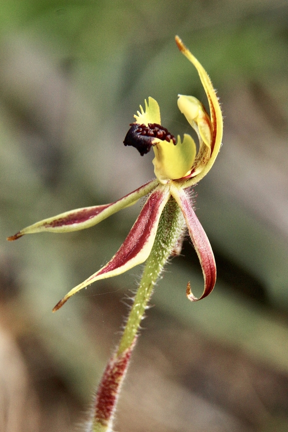 Bow-lip spider orchid - Caladenia toxochila  Australia,Bow-lip spider orchid,Caladenia toxochila,Eamw flora,Eamw orchids,Eamw orchids Caladenia,Geotagged,Orchids September,Spring