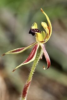 Bow-lip spider orchid - Caladenia toxochila Australia,Bow-lip spider orchid,Caladenia toxochila,Eamw flora,Eamw orchids,Eamw orchids Caladenia,Geotagged,Orchids September,Spring