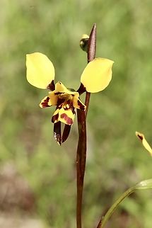 Leopard Orchid - Diuris pardina  Australia,Diuris pardina,Eamw Diuris,Eamw flora,Eamw orchids,Geotagged,Leopard Orchid,Orchid September,Spring