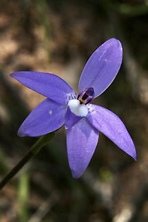 Waxlip orchid - Glossosdia major  Australia,Eamw flora,Eamw orchids,Geotagged,Glossosdia major,Orchids September,Spring,Waxlip orchid