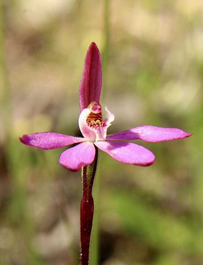 Dusky finger orchid - Caladenia fuscata  Australia,Caladenia fuscata,Dusky fingers,Eamw flora,Eamw orchids,Geotagged,Orchids September,Spring