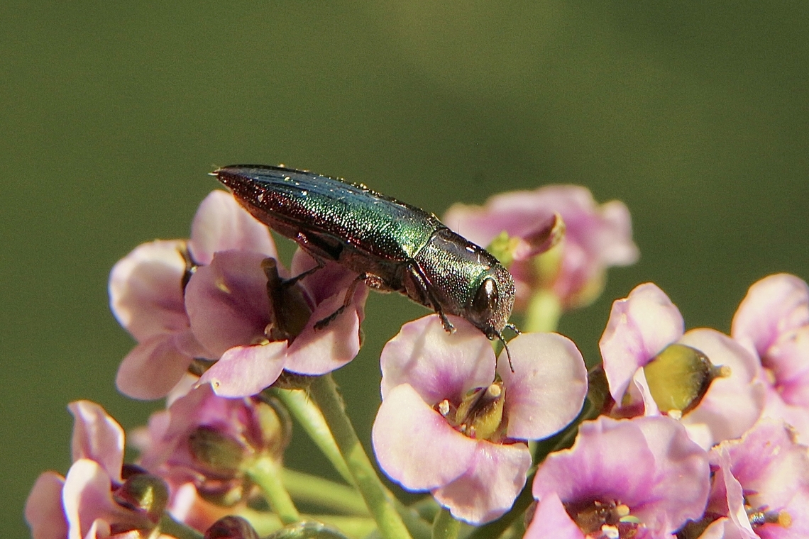 Melobasis obscurella A species of jewel beetle. Australia,Eamw beetles,Geotagged,Melobasis obscurella,Obscurella Jewel Beetle,Spring,eamw jewel beetles