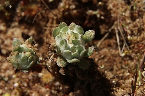 Flannel cudweed - Actinobole uliginosum  Actinobole uliginosum,Australia,Eamw flora,Geotagged,Spring