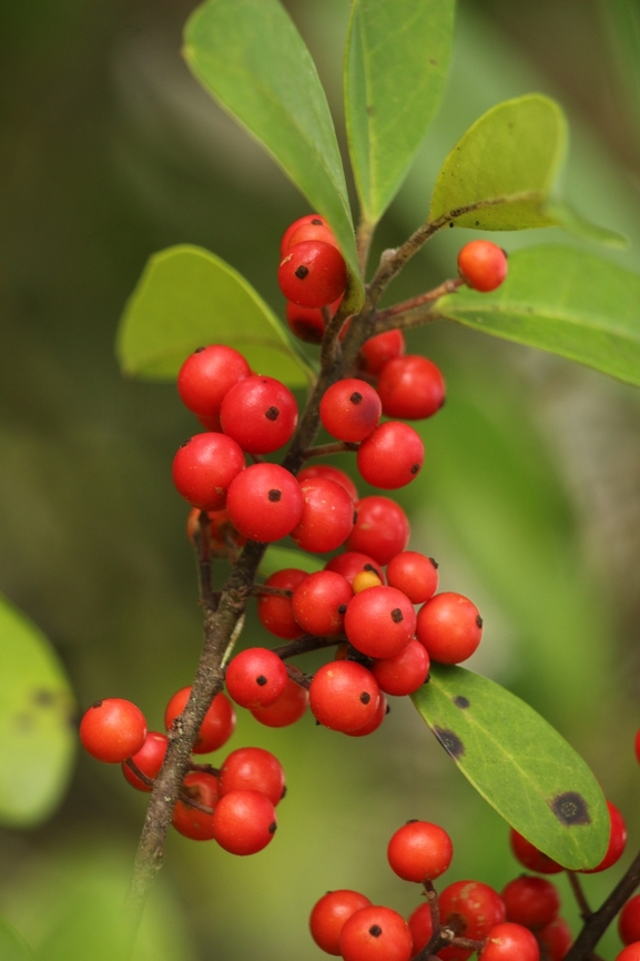 Dahoon Holly - Ilex cassine  Eamw flora,Geotagged,Ilex cassine,Summer,United States