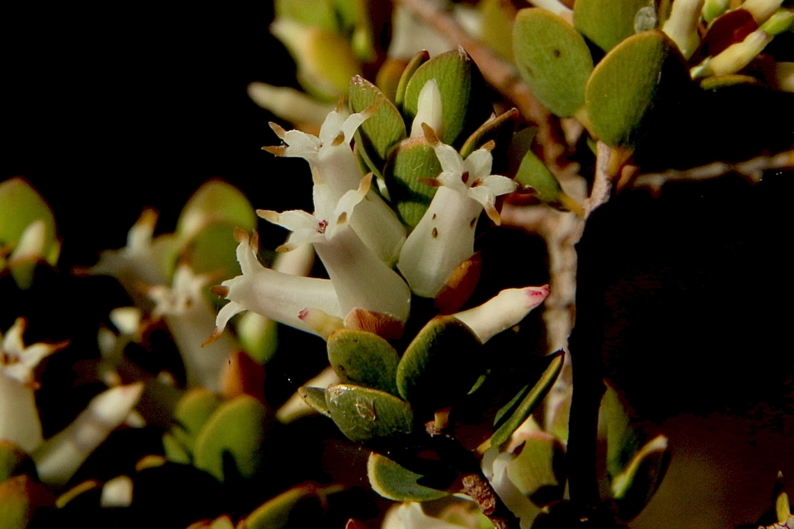 Daphne Heath - Brachyloma daphnoides  Australia,Brachyloma daphnoides,Daphne Heath,Eamw flora,Geotagged,Spring