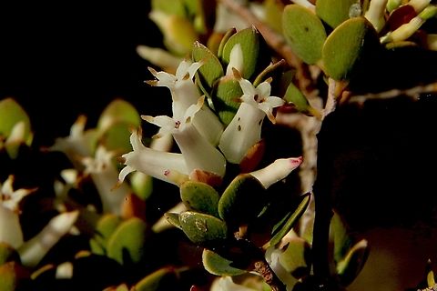Daphne Heath - Brachyloma daphnoides  Australia,Brachyloma daphnoides,Daphne Heath,Eamw flora,Geotagged,Spring
