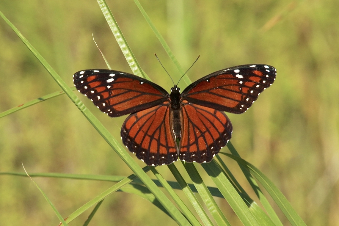 Viceroy - Limenitis archippus  Eamw butterflies,Geotagged,Limenitis archippus,Summer,United States,Viceroy