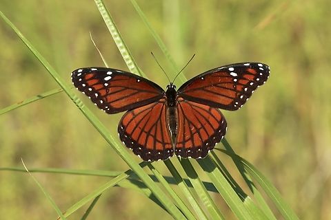 Viceroy - Limenitis archippus Eamw butterflies,Geotagged,Limenitis archippus,Summer,United States,Viceroy