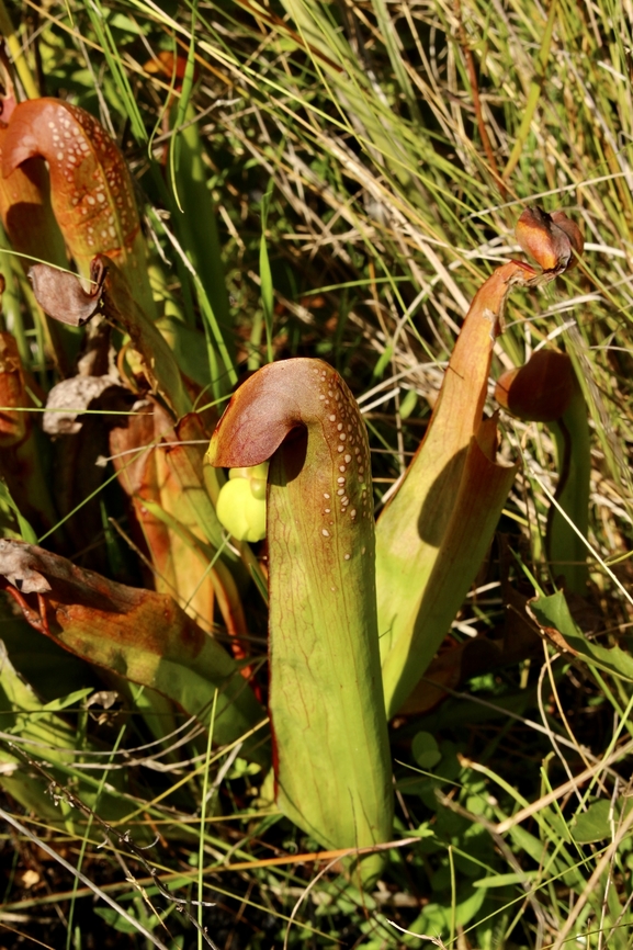 Hooded pitcherplant - Sarracenia minor  Eamw flora,Geotagged,Hooded pitcherplant,Sarracenia minor,Summer,United States