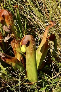 Hooded pitcherplant - Sarracenia minor Eamw flora,Geotagged,Hooded pitcherplant,Sarracenia minor,Summer,United States