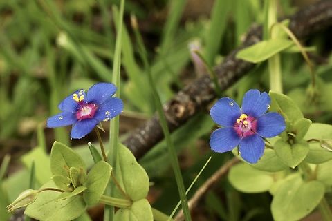 Scarlet pimpernel - Anagallis arvensis  Anagallis arvensis,Australia,Eamw flora,Geotagged,Scarlet pimpernel,Spring
