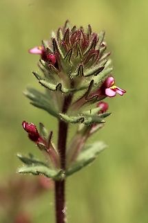 Broadleaf Glandweed - Parentucellia latifolia Australia,Broadleaf Glandweed,Eamw flora,Geotagged,Parentucellia latifolia,Spring