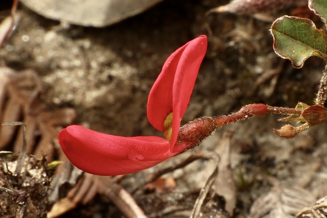 Running postman - Kennedia prostrata  Australia,Eamw flora,Geotagged,Kennedia prostrata,Running postman,Spring