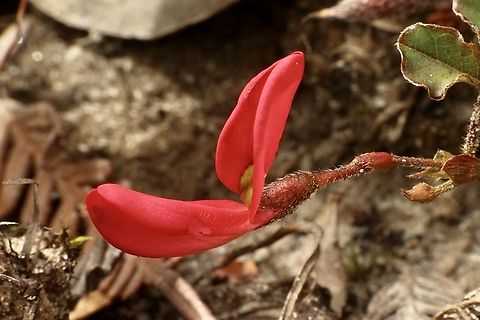 Running postman - Kennedia prostrata  Australia,Eamw flora,Geotagged,Kennedia prostrata,Running postman,Spring