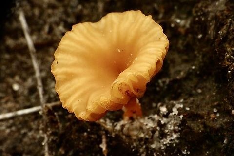 Yellow Navel - Lichenomphalia chromacea Australia,Eamw fungi,Geotagged,Lichenomphalia chromacea,Spring,Yellow Navel