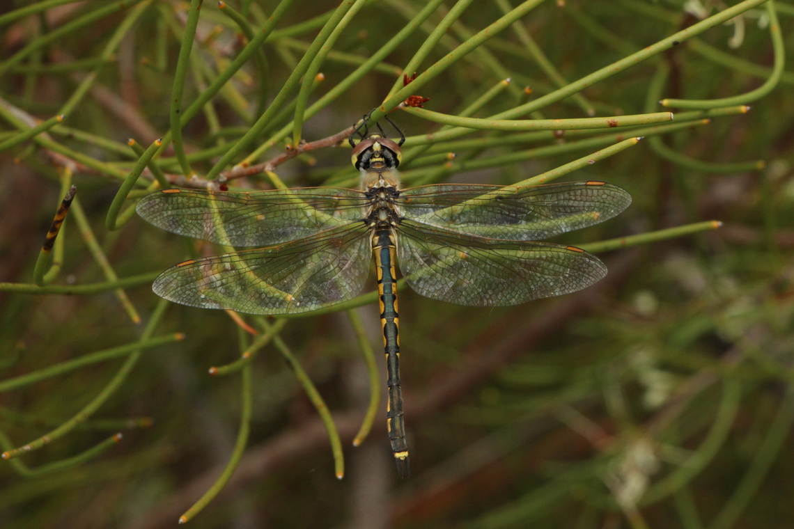 Tau emerald - Hemicordulia tau Resting in heathland habitat ,a long way from any water. Australia,Eamw dragonflies,Geotagged,Hemicordulia tau,Spring,Tau emerald