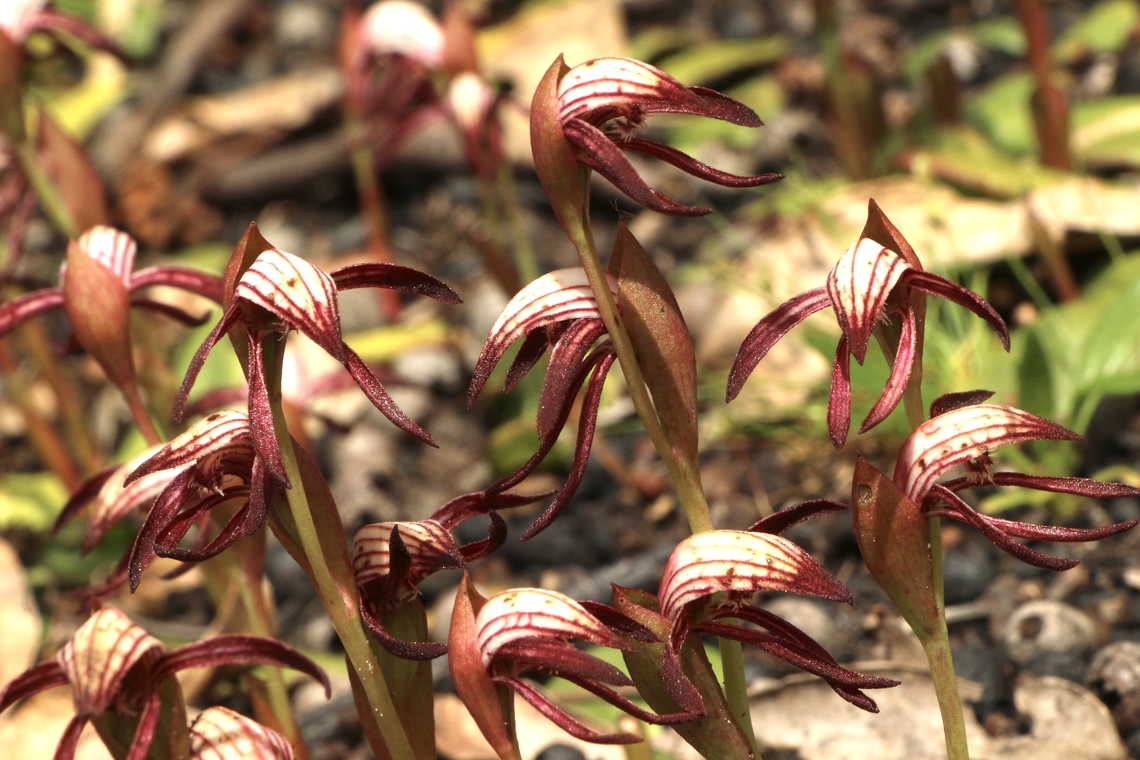 Red beaks - Pyrorchis nigricans  Australia,Eamw flora,Eamw orchids,Geotagged,Orchids October,Pyrorchis nigricans,Red beaks,Spring