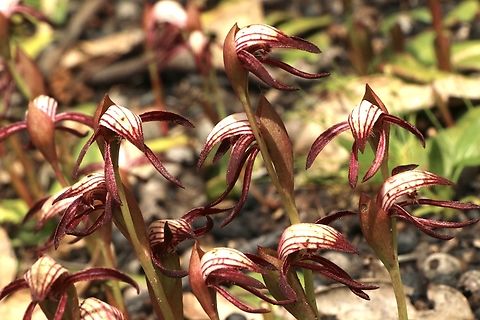 Red beaks - Pyrorchis nigricans  Australia,Eamw flora,Eamw orchids,Geotagged,Orchids October,Pyrorchis nigricans,Red beaks,Spring