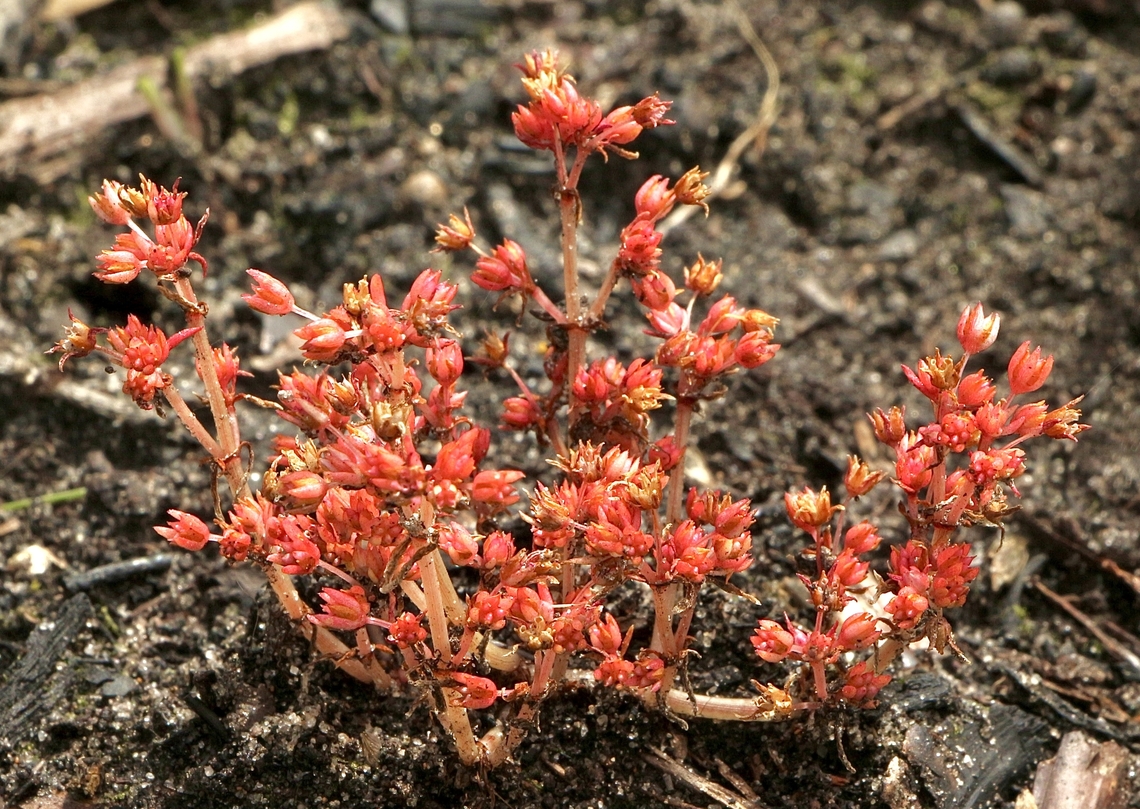 Rufous stonecrop - Crassula decumbens  Australia,Crassula decumbens,Eamw flora,Geotagged,Rufous stonecrop,Spring
