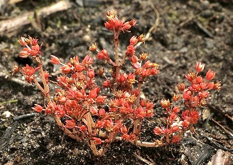 Rufous stonecrop - Crassula decumbens  Australia,Crassula decumbens,Eamw flora,Geotagged,Rufous stonecrop,Spring