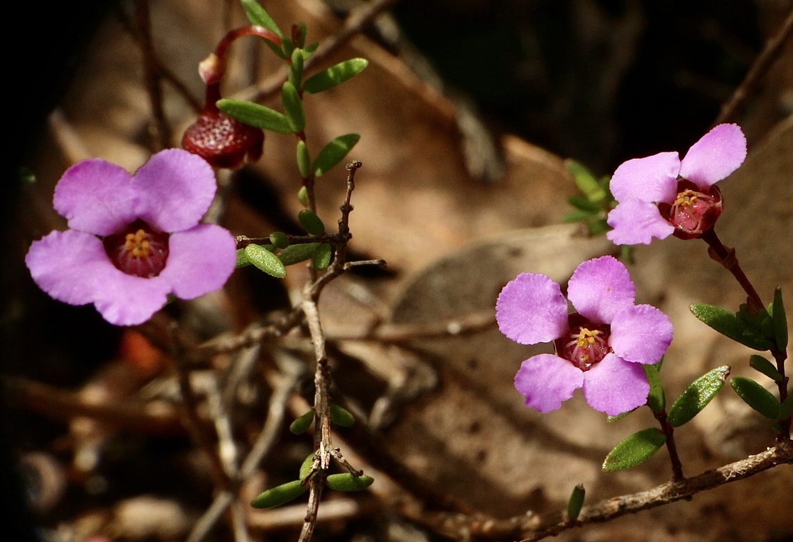 Rosy B&auml;cker - Euryomyrtus ramosissima  Australia,Eamw flora,Euryomyrtus ramosissima,Geotagged,Rosy Baeckea,Spring
