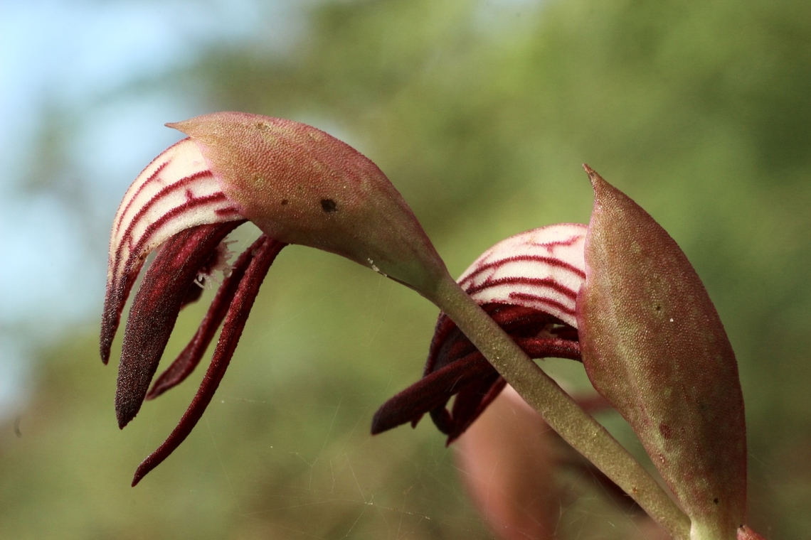 Red beaks - Pyrorchis nigricans  Australia,Eamw flora,Eamw orchids,Geotagged,Orchids October,Pyrorchis nigricans,Red beaks,Spring