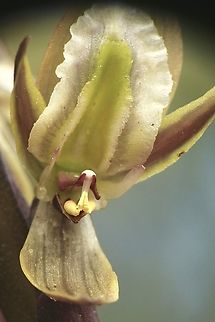 Tall leek orchid - Prasophyllum elatum One of many flowers on stem Australia,Geotagged,Prasophyllum elatum,Spring,Tall leek orchid