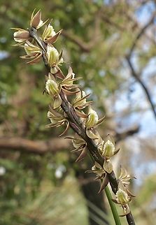 Tall leek orchid- Prasophyllum elatum The stem is approximately 80 cm tall. Australia,Eamw flora,Eamw orchids,Geotagged,Orchids October,Prasophyllum elatum,Spring,Tall leek orchid