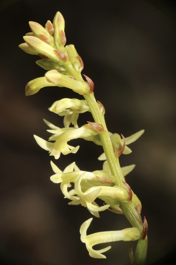 Stackhousia aspericocca  Australia,Eamw flora,Geotagged,Spring,Stackhousia aspericocca