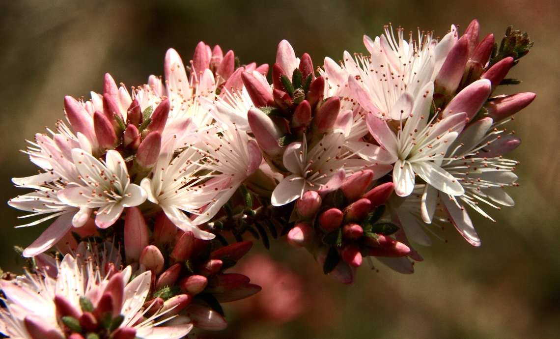 Snow-myrtle - Calytrix alpestris  Australia,Calytrix alpestris,Eamw flora,Geotagged,Snow-myrtle,Spring