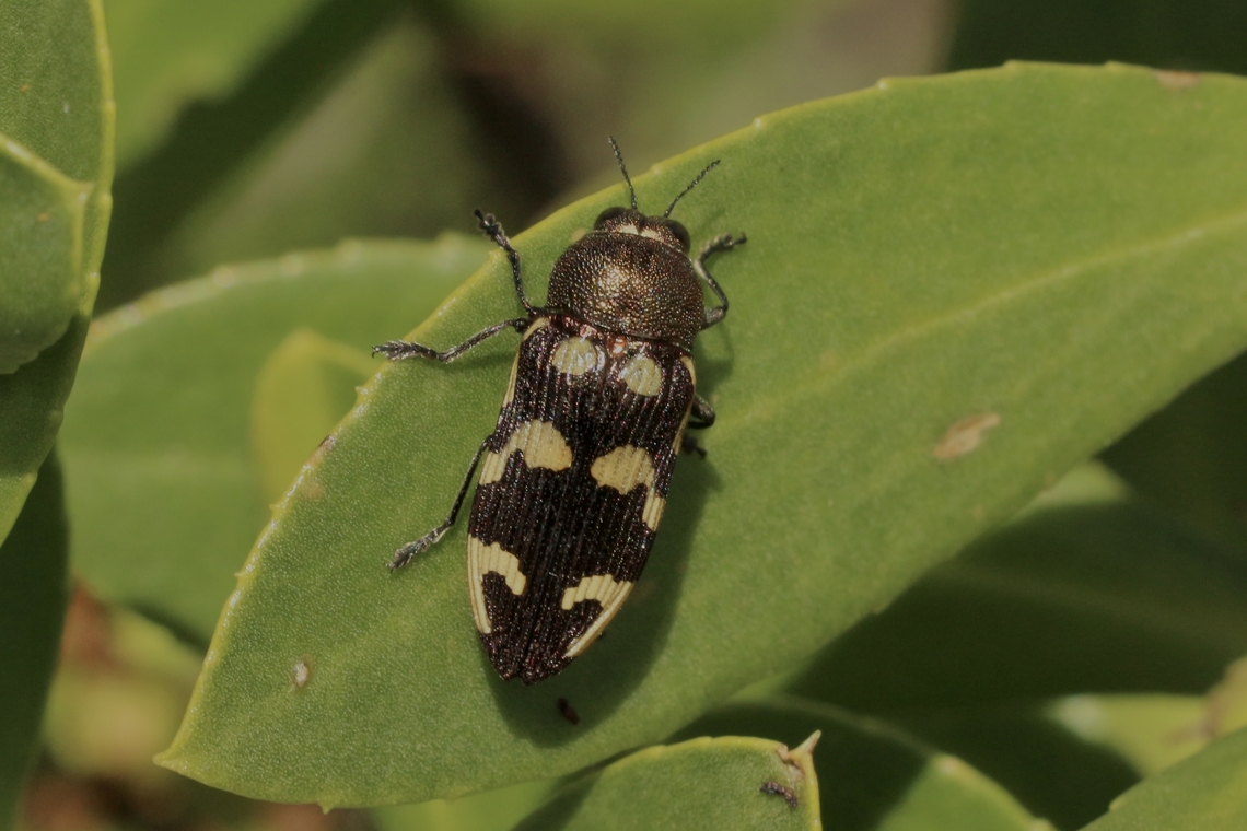 Castiarina cupreoflava  Australia,Castiarina australasiae,Castiarina cupreoflava,Eamw beetles,Geotagged,Spring,eamw jewel beetles