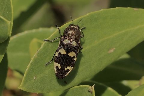 Castiarina cupreoflava  Australia,Castiarina australasiae,Castiarina cupreoflava,Eamw beetles,Geotagged,Spring,eamw jewel beetles