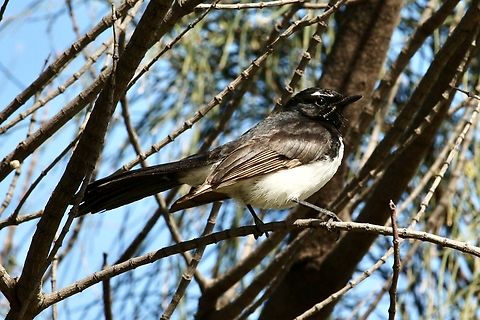 Willie Wagtail - Rhipidura leucophrys  Australia,Eamw birds,Geotagged,Rhipidura leucophrys,Spring,Willie wagtail
