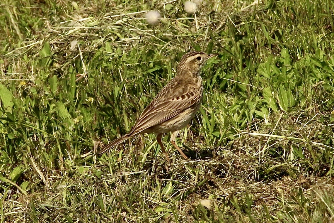 Australian pipit - Anthus novaeseelandiae  Anthus novaeseelandiae,Australasian pipit,Australia,Eamw birds,Geotagged,Spring