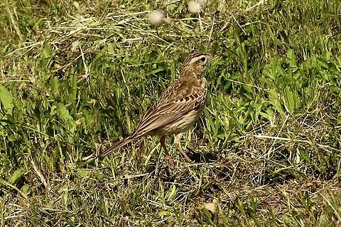 Australian pipit - Anthus novaeseelandiae  Anthus novaeseelandiae,Australasian pipit,Australia,Eamw birds,Geotagged,Spring