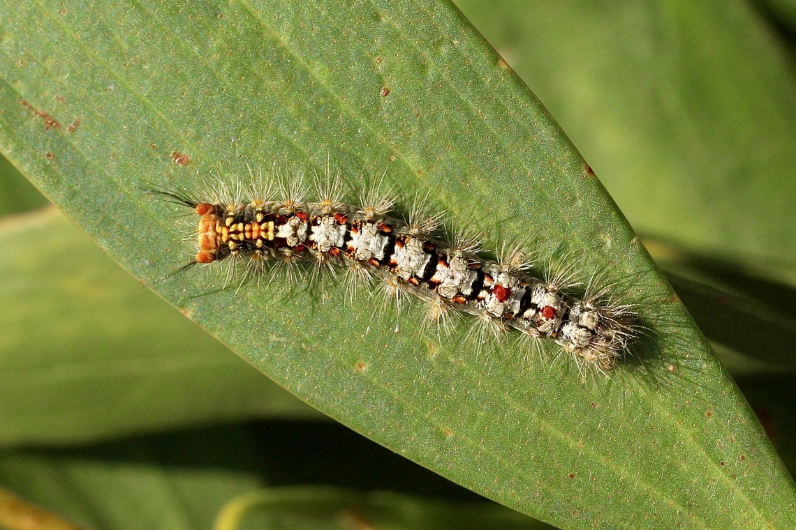 Acyphas semiochrea  Acyphas,Acyphas semiochrea,Eamw caterpillars,Eamw moth,Omnivorous Tussock Moth