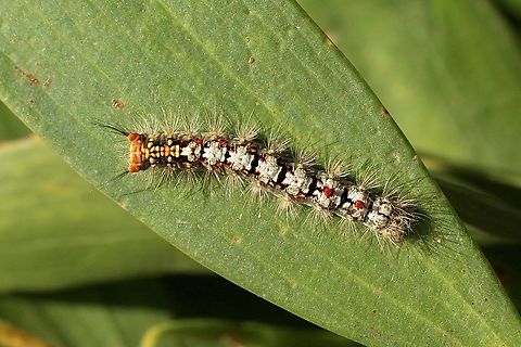 Acyphas semiochrea  Acyphas,Acyphas semiochrea,Eamw caterpillars,Eamw moth,Omnivorous Tussock Moth